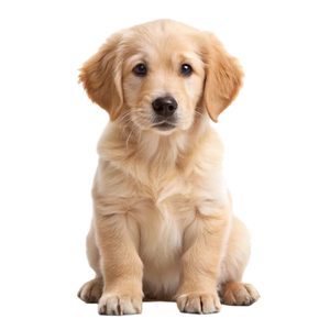 Mascot