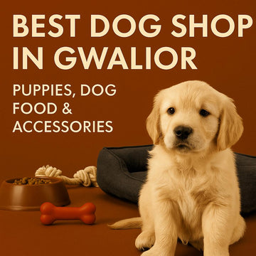 Best Dog Shop in Gwalior | Puppies, Dog Food & Accessories