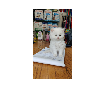 Best Cat Shop in Gwalior | Premium Cat Food & Accessories