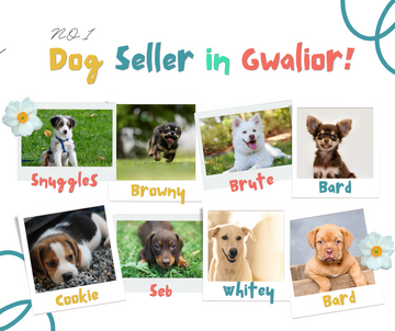Dog Seller in Gwalior – Find Your Perfect Canine Companion