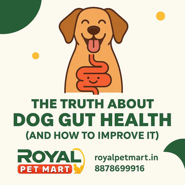 The Truth About Dog Gut Health (and How to Improve It)