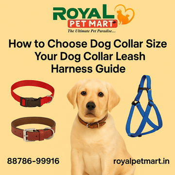 How to Choose Dog Collar Size: Your Dog Collar Leash Harness Guide