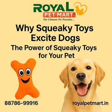 Why Squeaky Toys Excite Dogs: The Power of Squeaky Toys for Dogs