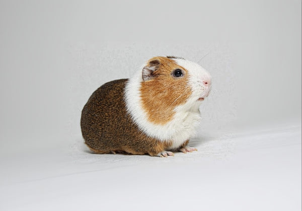 Guinea pig