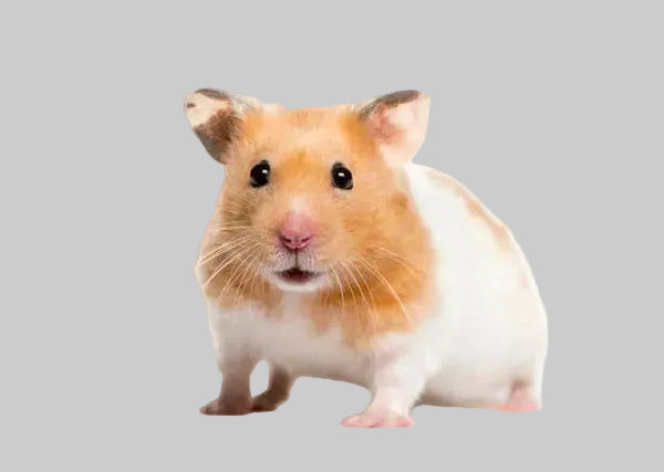 Hamster