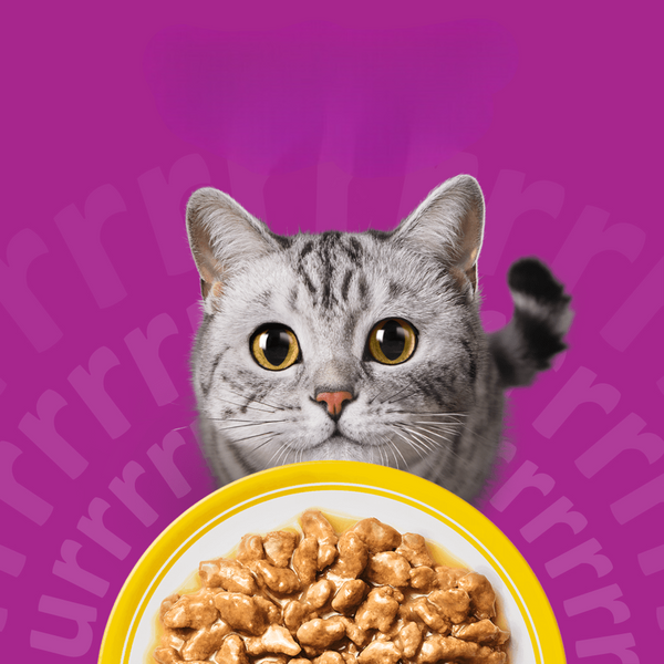 Wet Food & Gravy