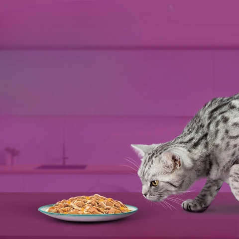 Dry Food